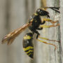 Уничтожение ос в Грозном